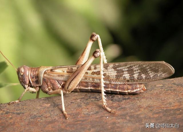 未雨绸缪，四大措施助力提前防范蝗灾