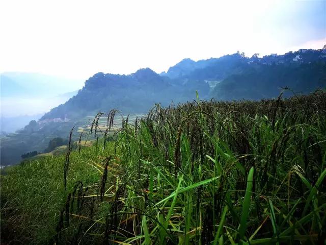 广西融水苗族聚居地，美景异常，我发现田里的稻谷不太对劲……