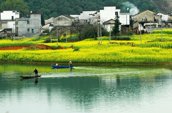 “油菜花開滿地黃，叢間蝶舞蜜蜂忙”，細數中國最佳油菜花欣賞地