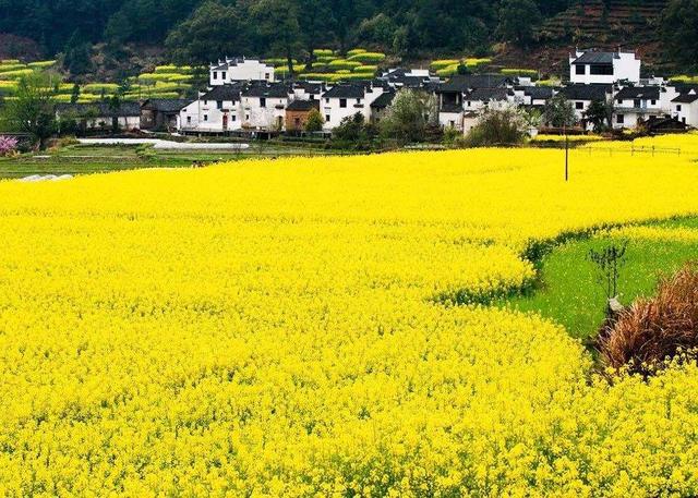 “油菜花開滿地黃，叢間蝶舞蜜蜂忙”，細數中國最佳油菜花欣賞地