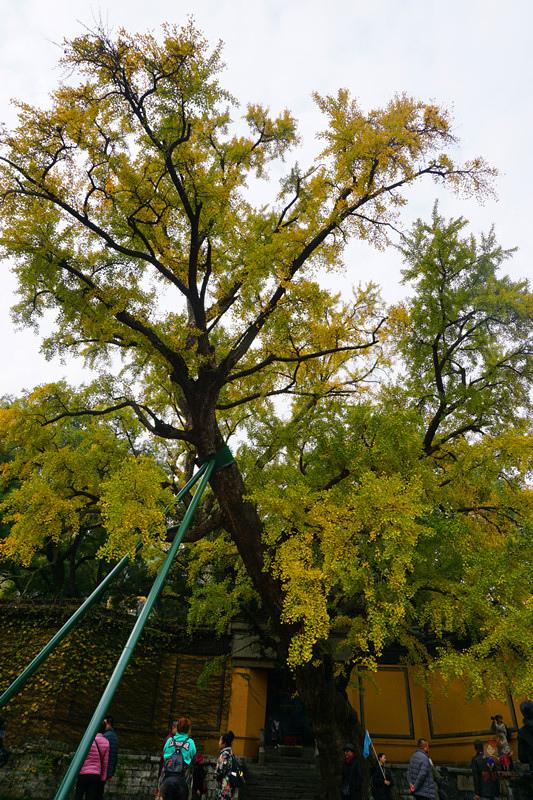 1500年的古刹，“南朝四百八十寺”之一，此时美得如梦似幻