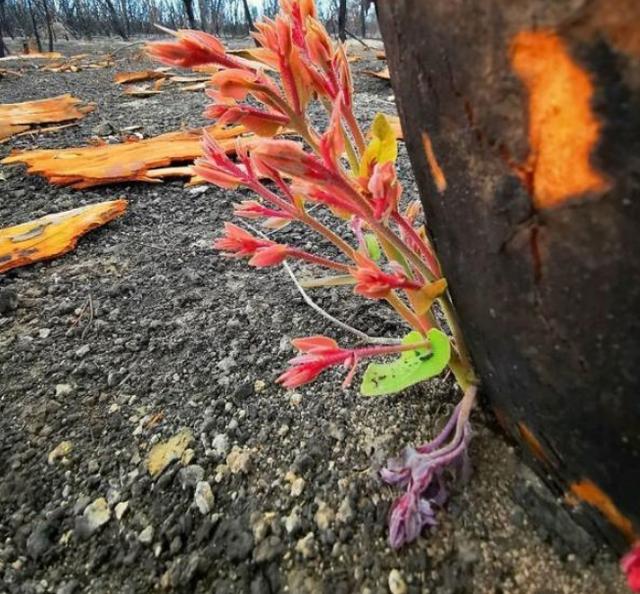 意大利火災之後，植物開始複蘇，然而這又是下一場悲劇的開始