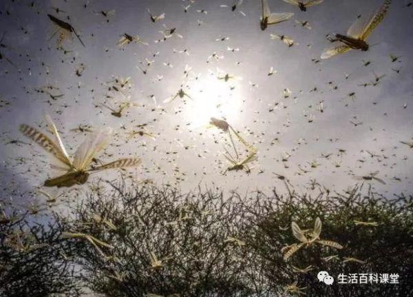 一觉醒来，4000亿蝗虫被消灭了！印度这次真的“开挂”了！