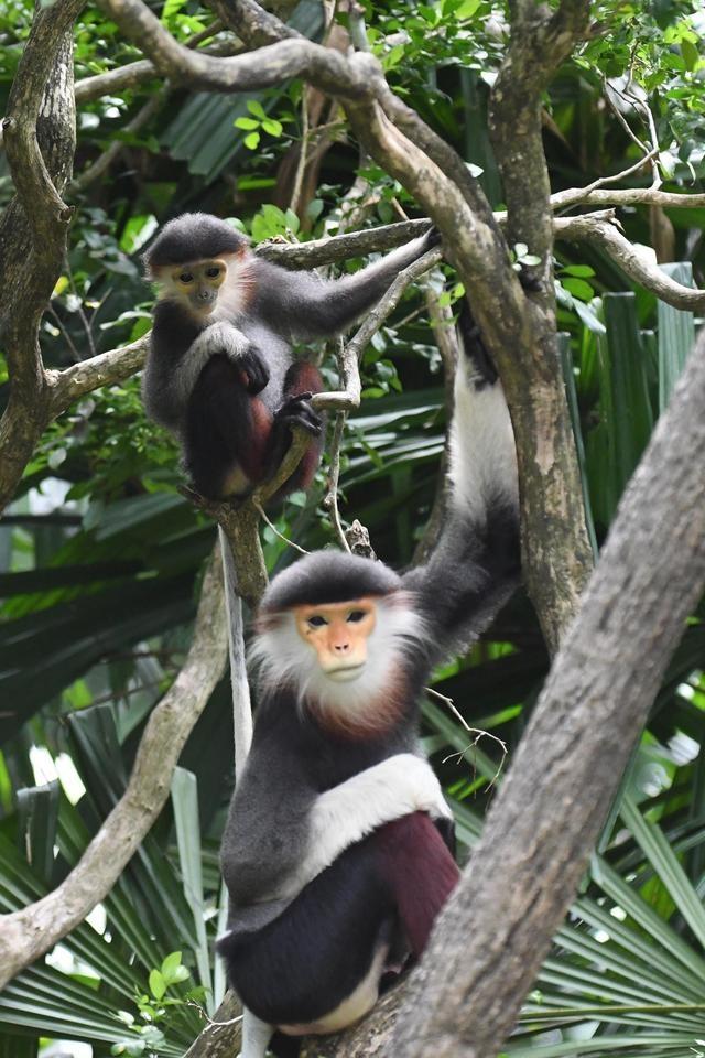 新加坡動物園裏的“新生兒”