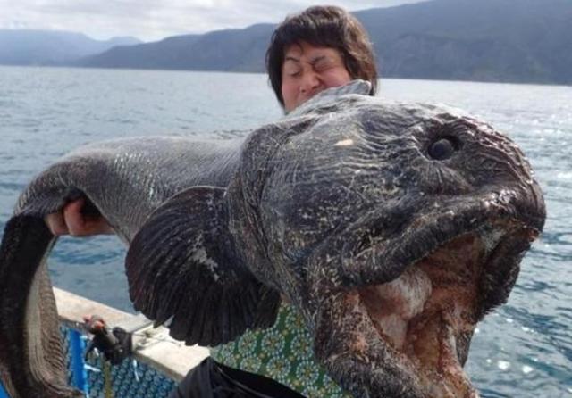 核污染有多可怕？日本核泄漏9年后变异生物满街跑狼鱼沿海到处游