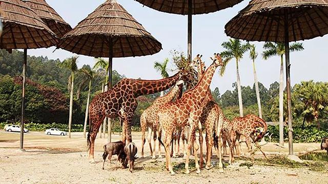 長隆野生動物世界遊玩攻略