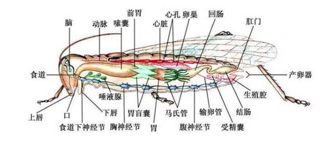 印巴蝗灾中国如果隔岸观火，恐将遭受更大威胁