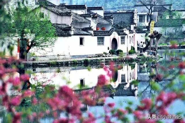 春天的宏村，青山绿水白墙瓦黛油菜金灿灿，桃花朵朵开诗情画意间