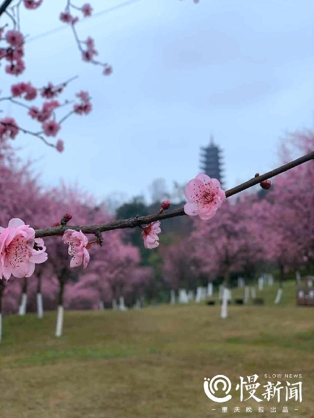 美图预警！早樱、红梅、野油菜、海棠……宅家不无聊，快来云赏花