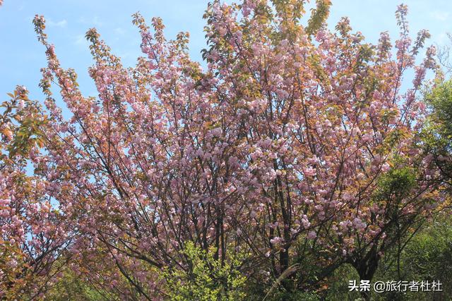 漫山遍野粉紅點點，浪漫唯美-最美櫻花 唯有杖錫