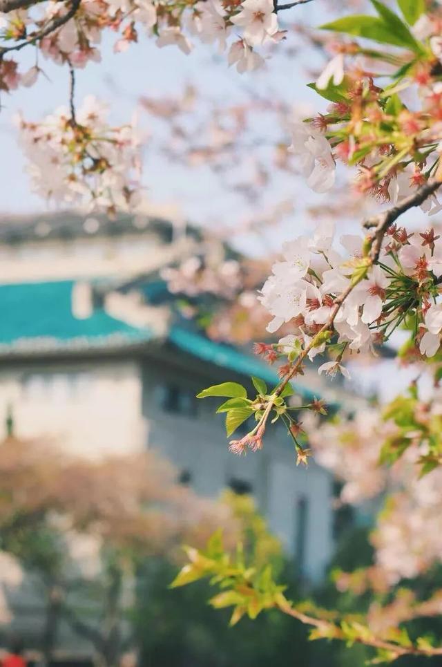 说好了！宅过这段日子，我们就相约去踏春赏花