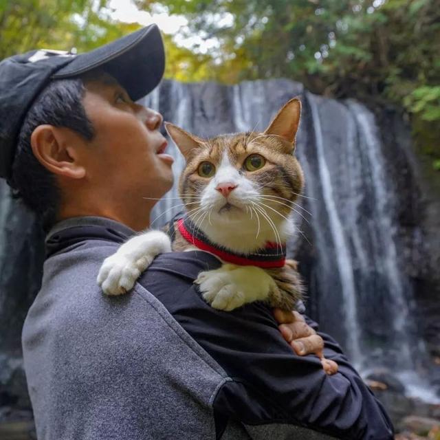 夫妇花了8年时间带着两只猫走遍日本，拍了一部旅猫日记火遍ins