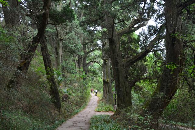 秦始皇要求植下的树，如今已成柏树之皇