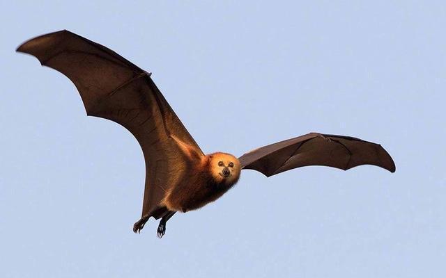澳洲几十万蝙蝠涌入城市，一小镇树上挂满蝙蝠，太恐怖了