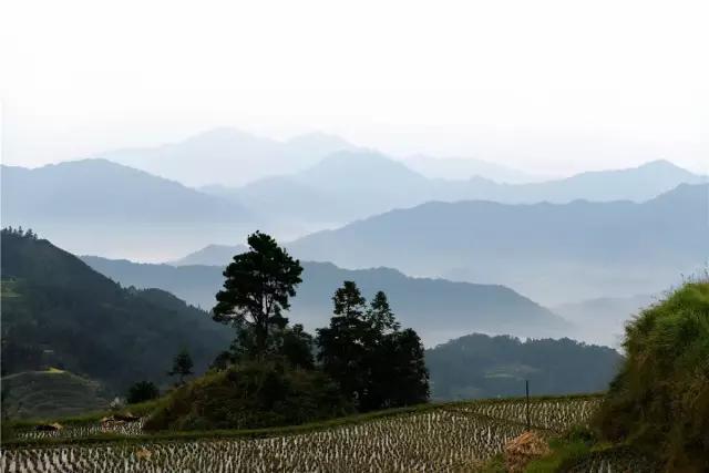 广西融水苗族聚居地，美景异常，我发现田里的稻谷不太对劲……