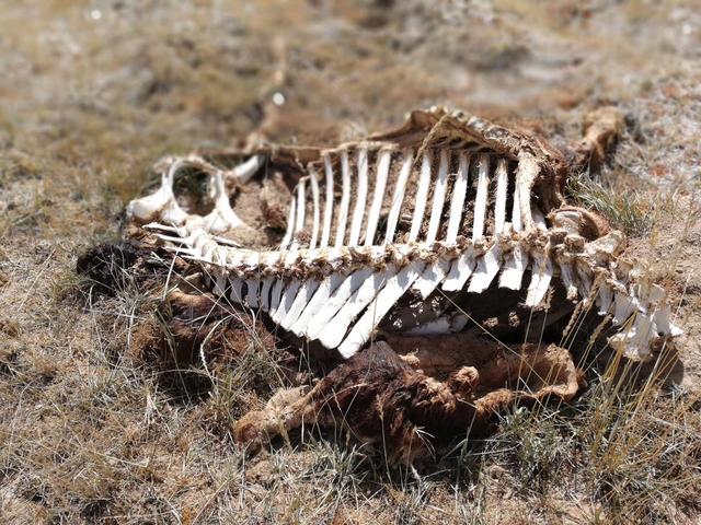 “昆仑山死亡谷”徒步探险实录