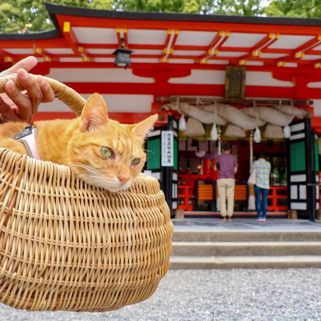 夫妇花了8年时间带着两只猫走遍日本，拍了一部旅猫日记火遍ins