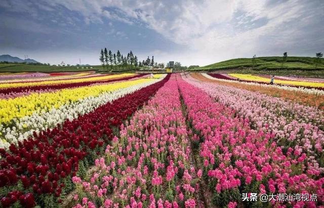 饶平这处美丽的花田农庄