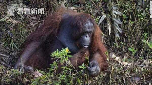 抓住我的手！误以为人类被困水中 善良猩猩伸出手提供帮助