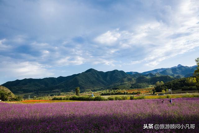 中國十大最美花海，你去過幾個？