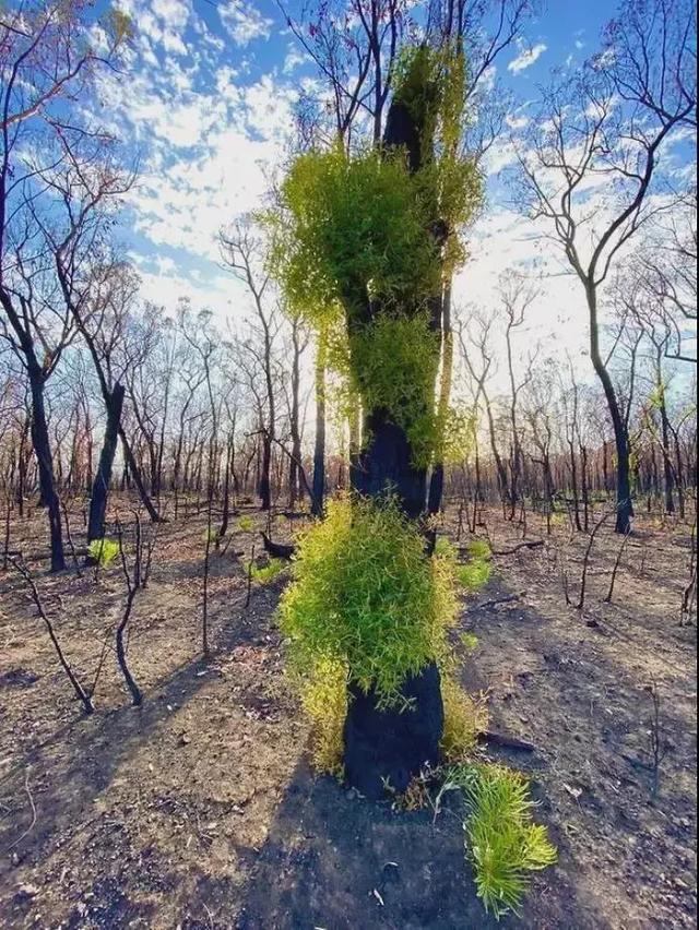 澳洲大火4个月后，不可低估的植物正在复苏