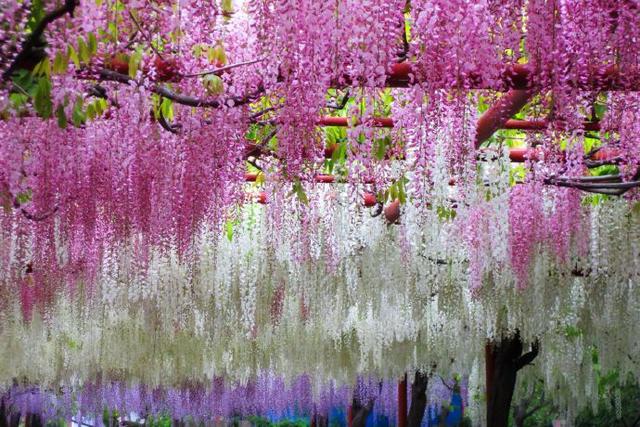春暖花开，疫情过后，我们去这些地方看花吧