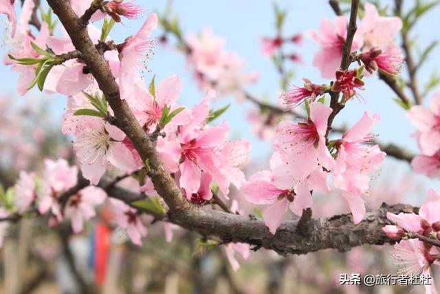 人间三月芳菲尽 山寺桃花始盛开 奉化桃花 艳天下