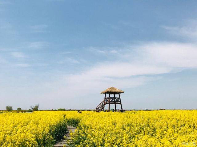 “油菜花開滿地黃，叢間蝶舞蜜蜂忙”，細數中國最佳油菜花欣賞地