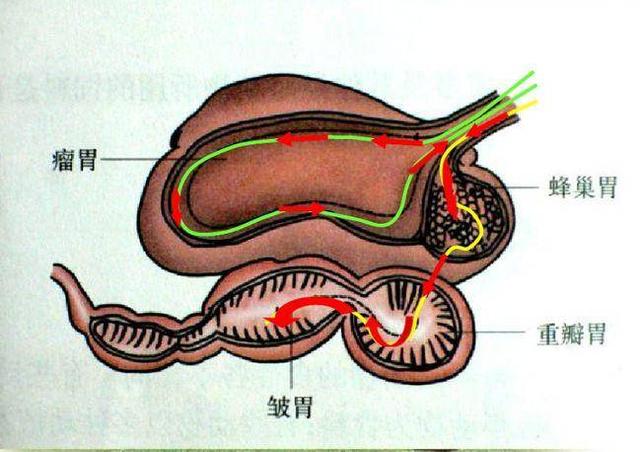 为什么新西兰向农场主收“牛屁税”？