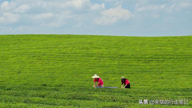 世界上面積最大的茶海，連片茶園超4萬畝，不收門票卻鮮爲人知