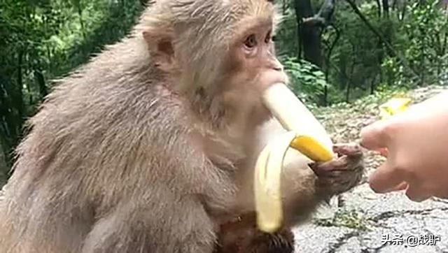 特朗普訪印或遭猴群襲擊,安全部隊無計可施,一名小販獻出妙招