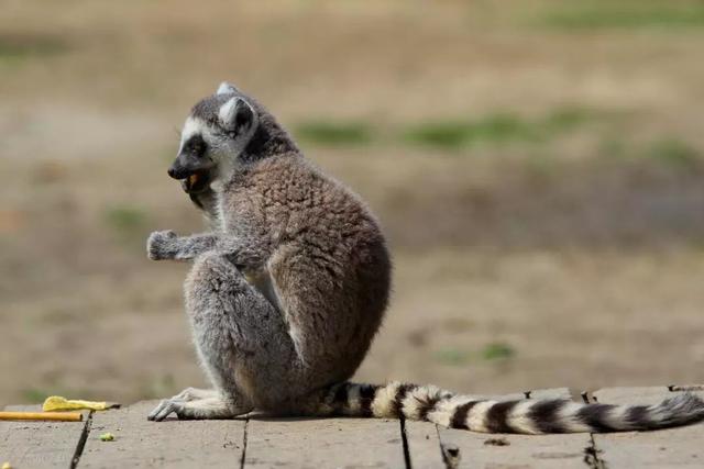 長隆野生動物世界遊玩攻略