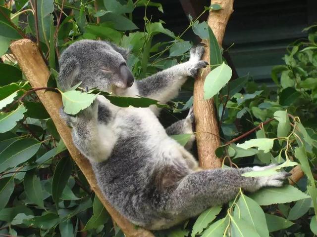 長隆野生動物世界遊玩攻略