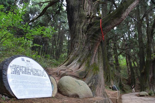 秦始皇要求植下的树，如今已成柏树之皇