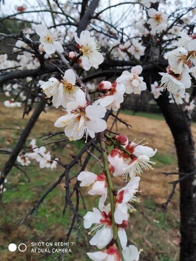 武汉今年的梅花。但孤芳自赏！