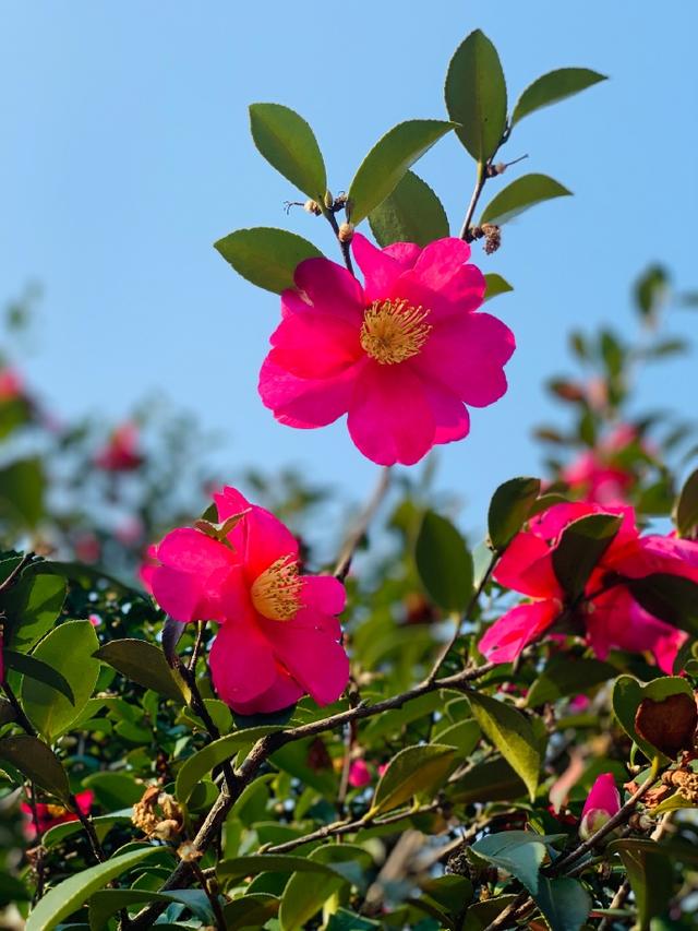 橘子洲头的山茶花