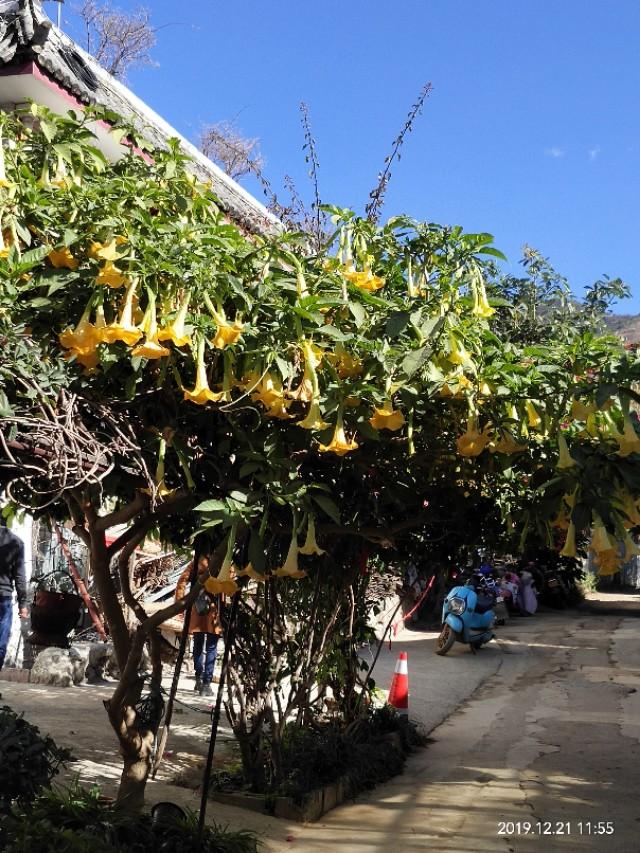 和老伴一起云南自驾游