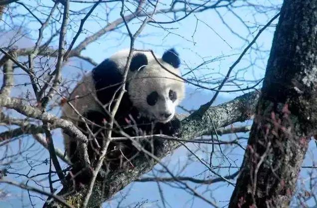 【美景】广元下雪了，这才是正确的打开方式！