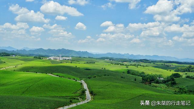 世界上面積最大的茶海，連片茶園超4萬畝，不收門票卻鮮爲人知