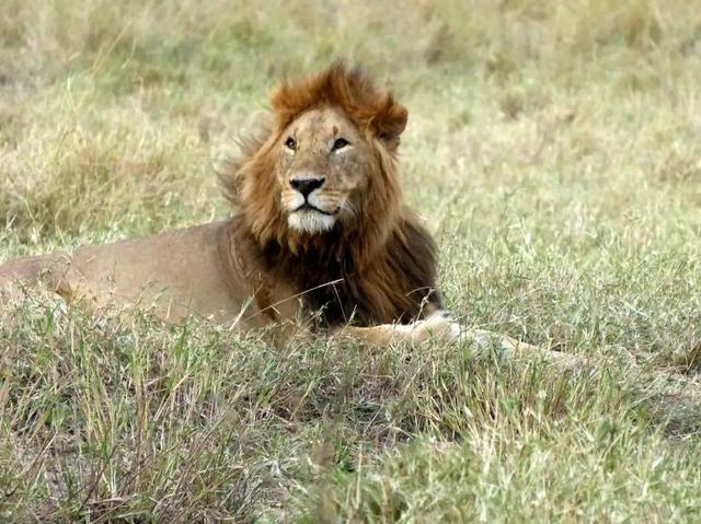 長隆野生動物世界遊玩攻略