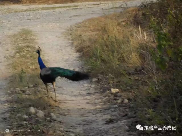 尼泊尔旅行攻略，我的冬日恋歌