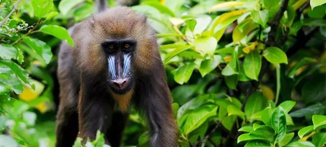 長隆野生動物世界遊玩攻略