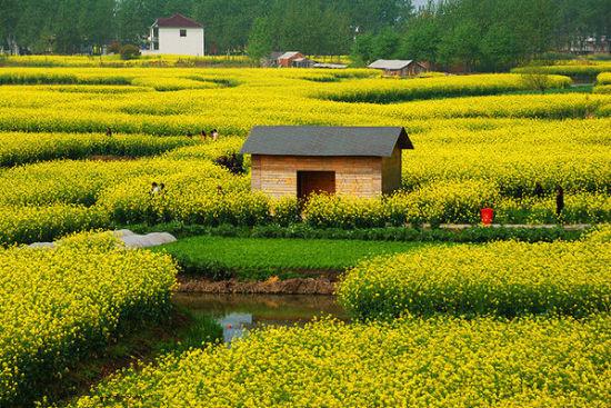 “油菜花開滿地黃，叢間蝶舞蜜蜂忙”，細數中國最佳油菜花欣賞地