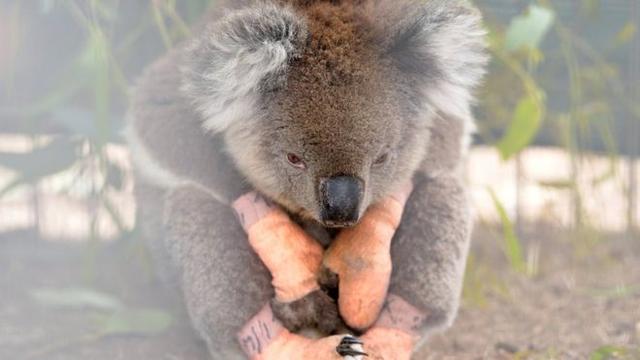 燒死10億動物，燒毀21%森林，澳洲野火預示地球已被推向危險邊緣