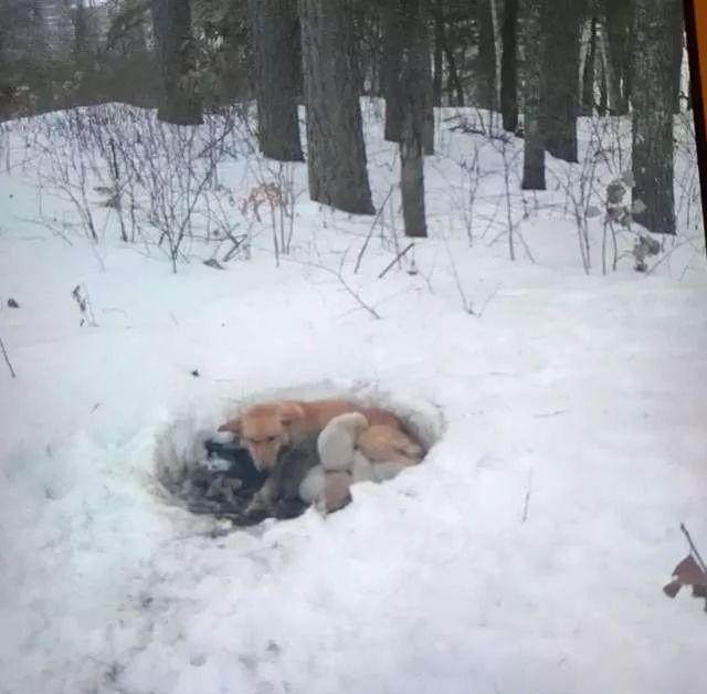 流浪狗妈妈暴风雪中产子，雪地里做窝，用身体温暖小奶狗……