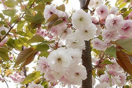 陽春三月，又是一年櫻花開，你都知道有哪些品種嗎