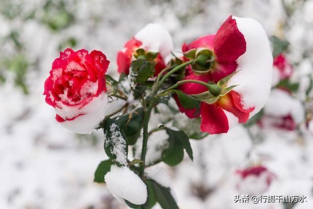 雪后的泉城公园，雪中的蔷薇花太美了