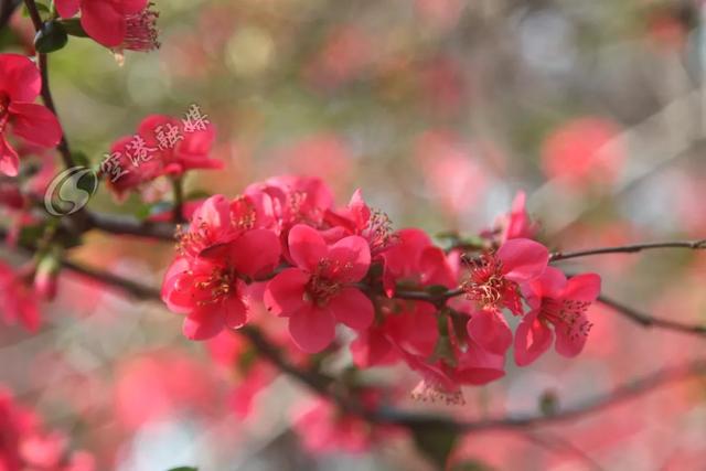 云赏花安排！双流人宅在家也不能错过这番春意