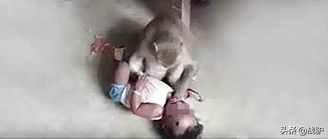 特朗普訪印或遭猴群襲擊,安全部隊無計可施,一名小販獻出妙招