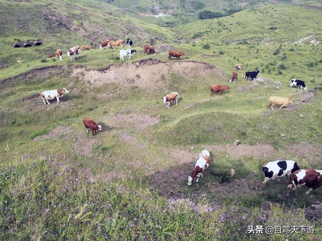 草原天路分东线和西线。西线风光其实不输东线。路更陡，风光更野